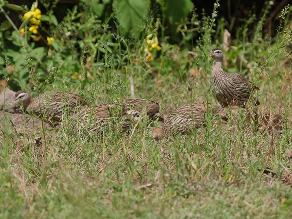 <h3><a href="/trips/gambia/biota/animalia/chordata/aves/006 galliformes/005 phasianidae/pternistis bicalcaratus/pternistis bicalcaratus-nl.html">Pternistis&nbsp;bicalcaratus</a> / Double‑spurred&nbsp;francolin / Barbarijse&nbsp;frankolijn</h3>OM-1 Mark II met OLYMPUS M.150-400mm F4.5, 1/2000 sec  bij F4.5, ISO 500, afstand 39.6&nbsp;m